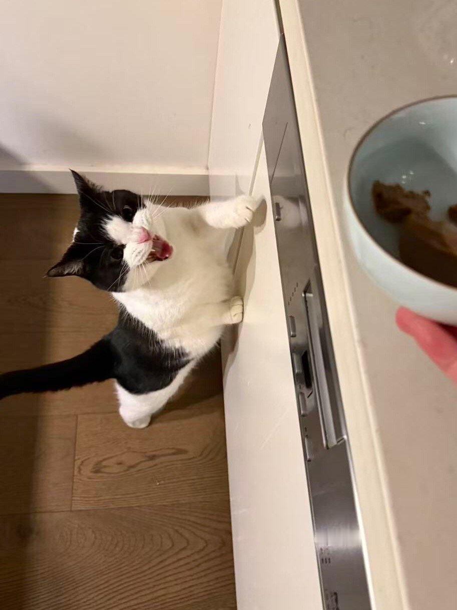 上菜的时候可以像削弱我的指甲时那样麻利吗？daily奶牛猫（投稿：）