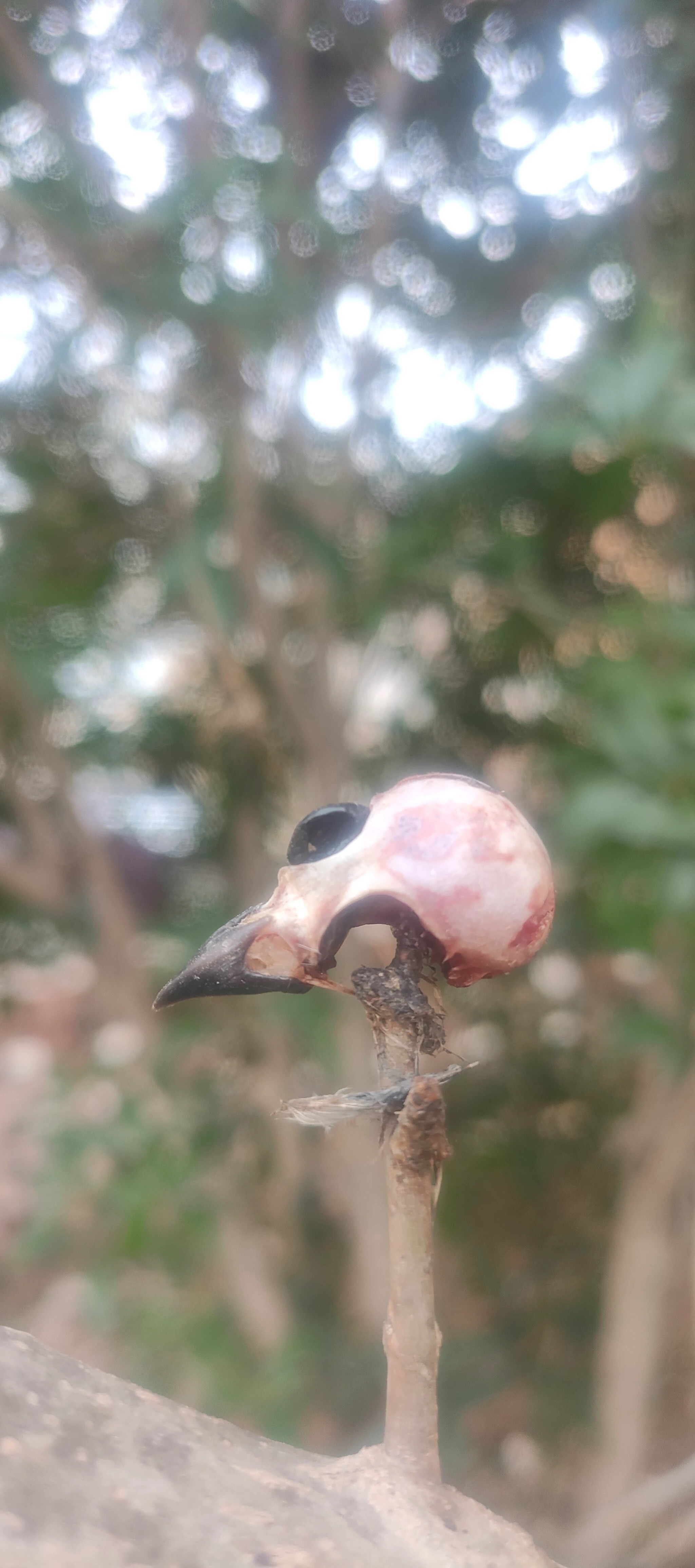 这是什么鸟干的，吃完还把鸟头挂树上