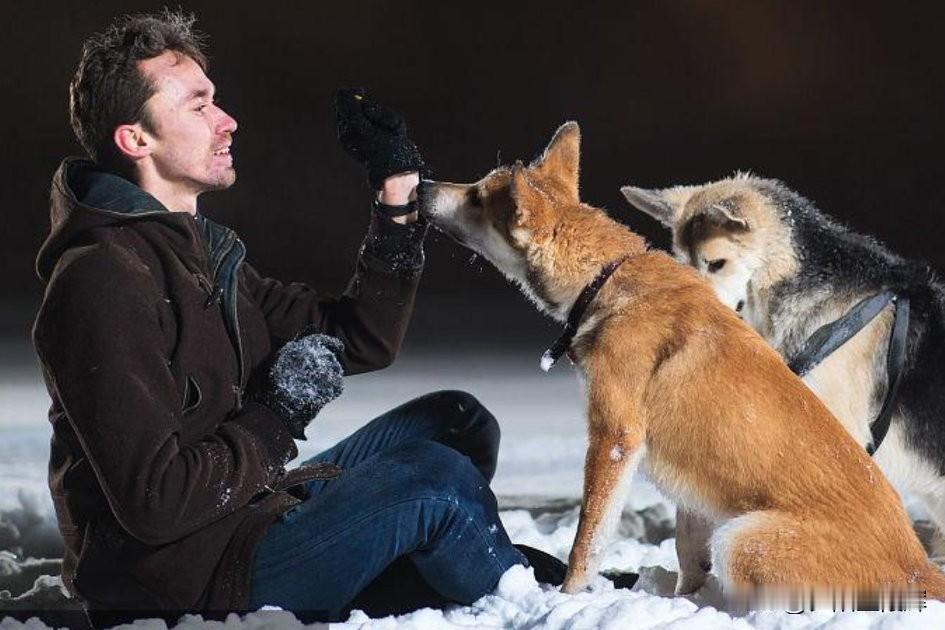 佳人一去不复返，俊男空留两只犬！人犬三三去相亲，终于抱得美人还。观江苏卫