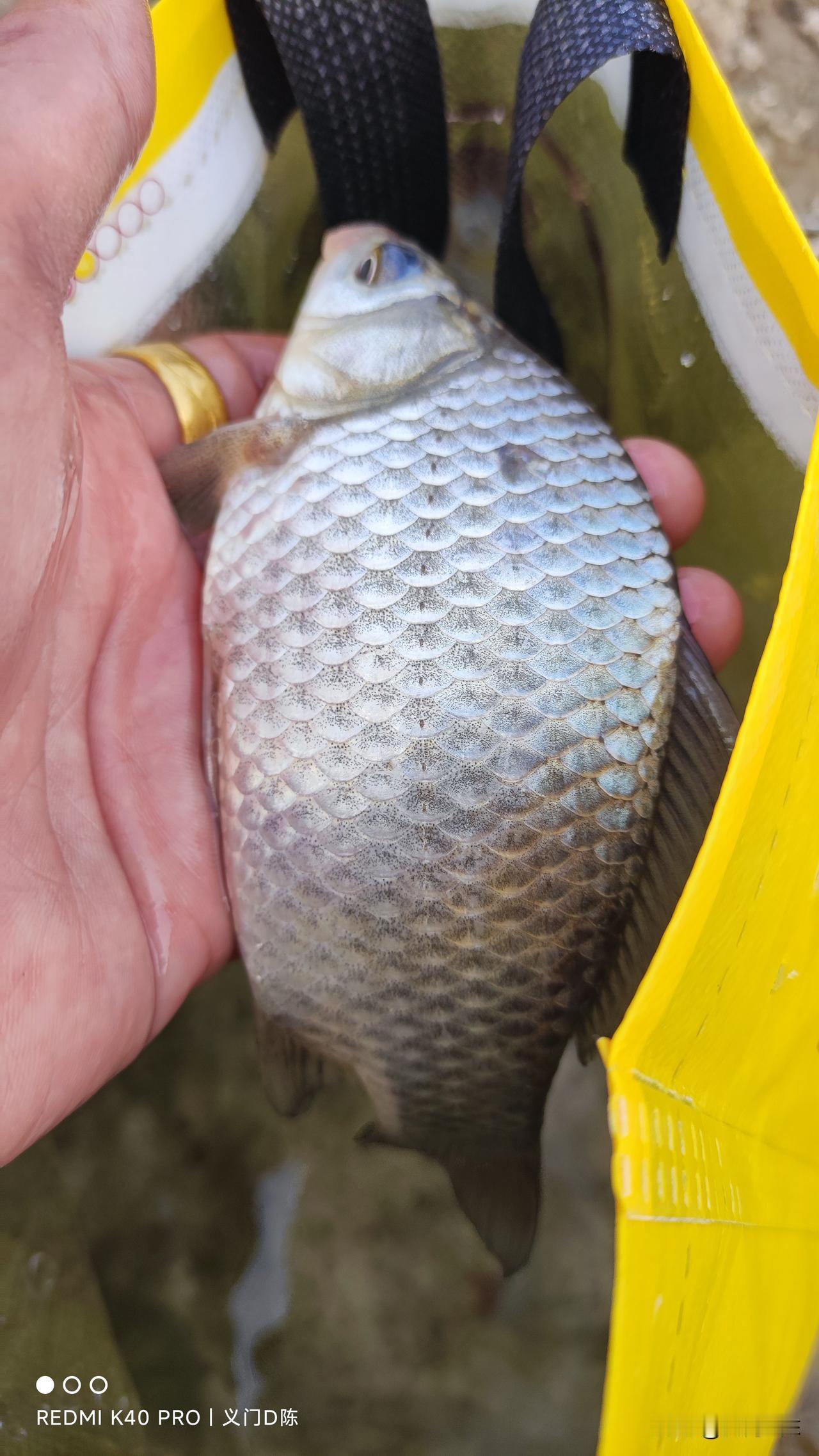 都说阴天好钓鱼，其实只说对了一半。冬天钓鲫鱼最怕的就是温差大，主要原因是鲫鱼有