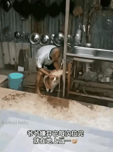 狗狗拉屎没法擦屁股，每次拉完后把屁眼坐在地上擦，老爷子认真观察，肛门处有隆起，粘