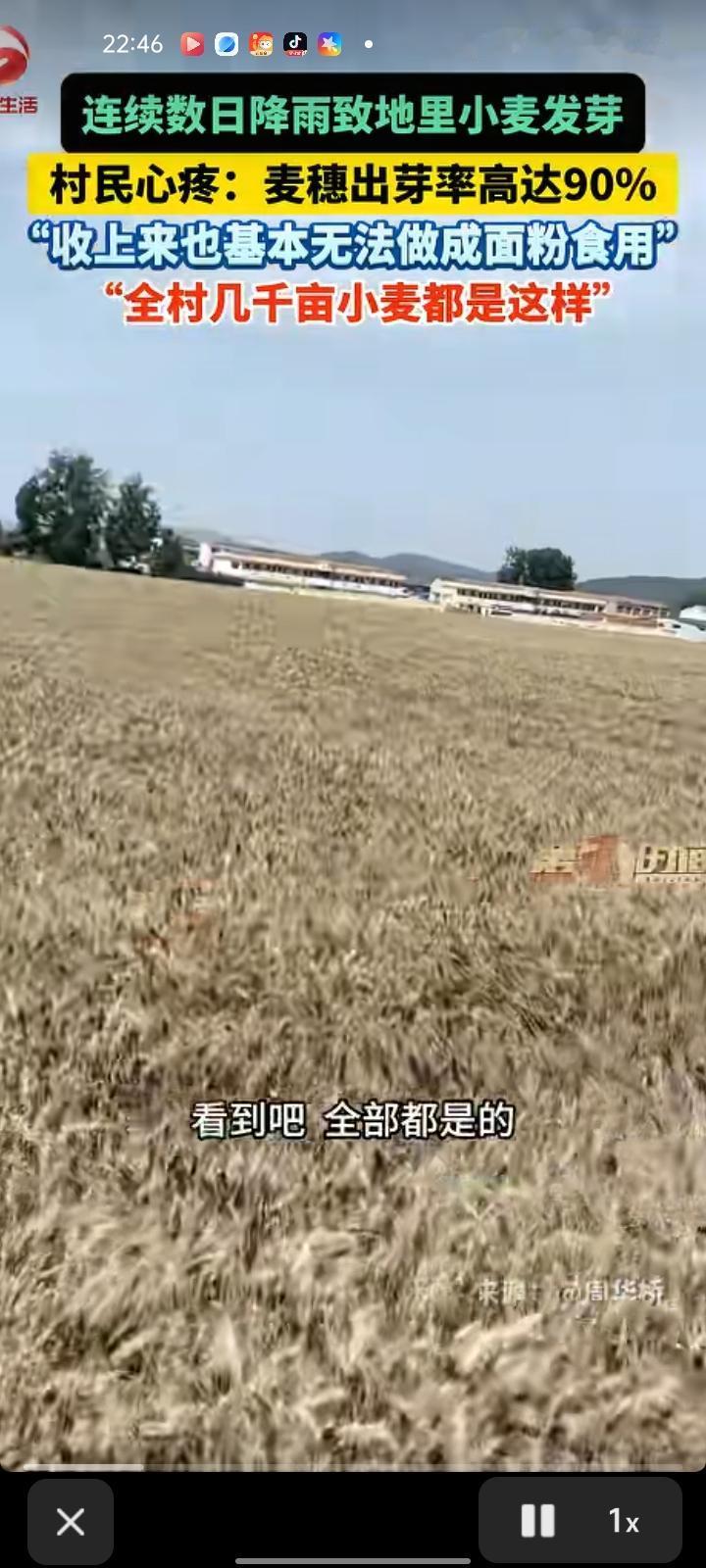 5月27日，安徽淮北。眼前的小麦到了收割季，但纵然天已转晴也无法收割。种植户周先