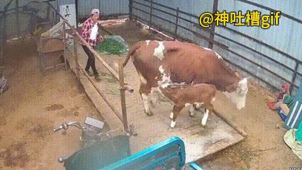 拯救小牛：母牛身体不舒服，眼睁睁看着小牛被母牛倒下的时候压住了，叫来了好几个人，