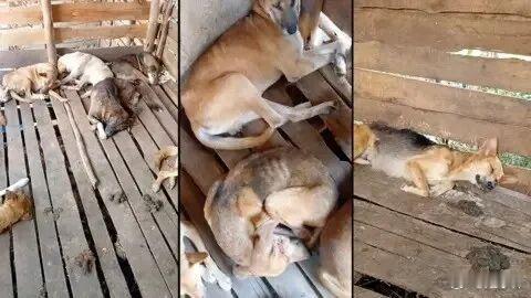 非洲虐狗都成产业了？一边打断狗腿，一边在网上求助：请捐款给狗治病吧…摘自事儿君