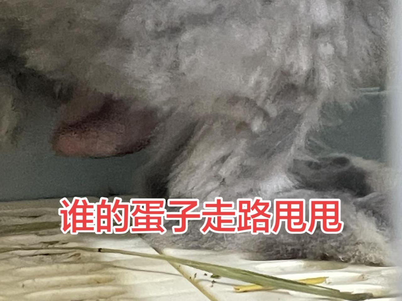 萌宠甩蛋蛋