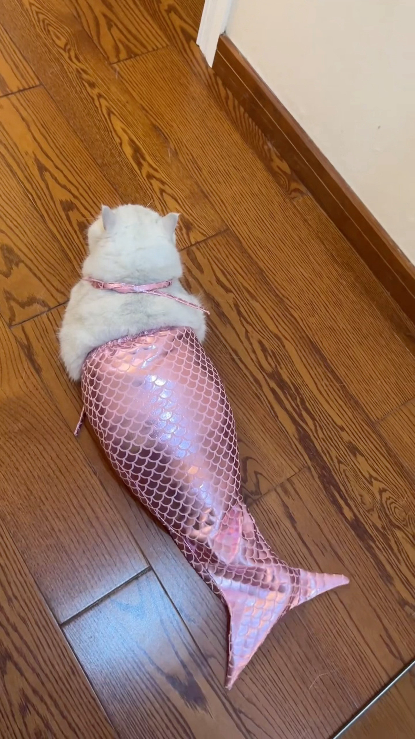 一白遮三丑但是黑色显瘦