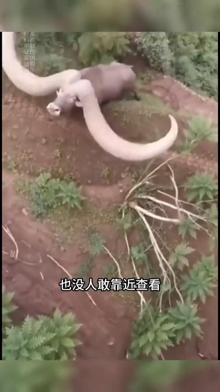 世界上真的有未知生物吗？这些画面你可能从未见过。深山里的这条土路，无人机拍到了