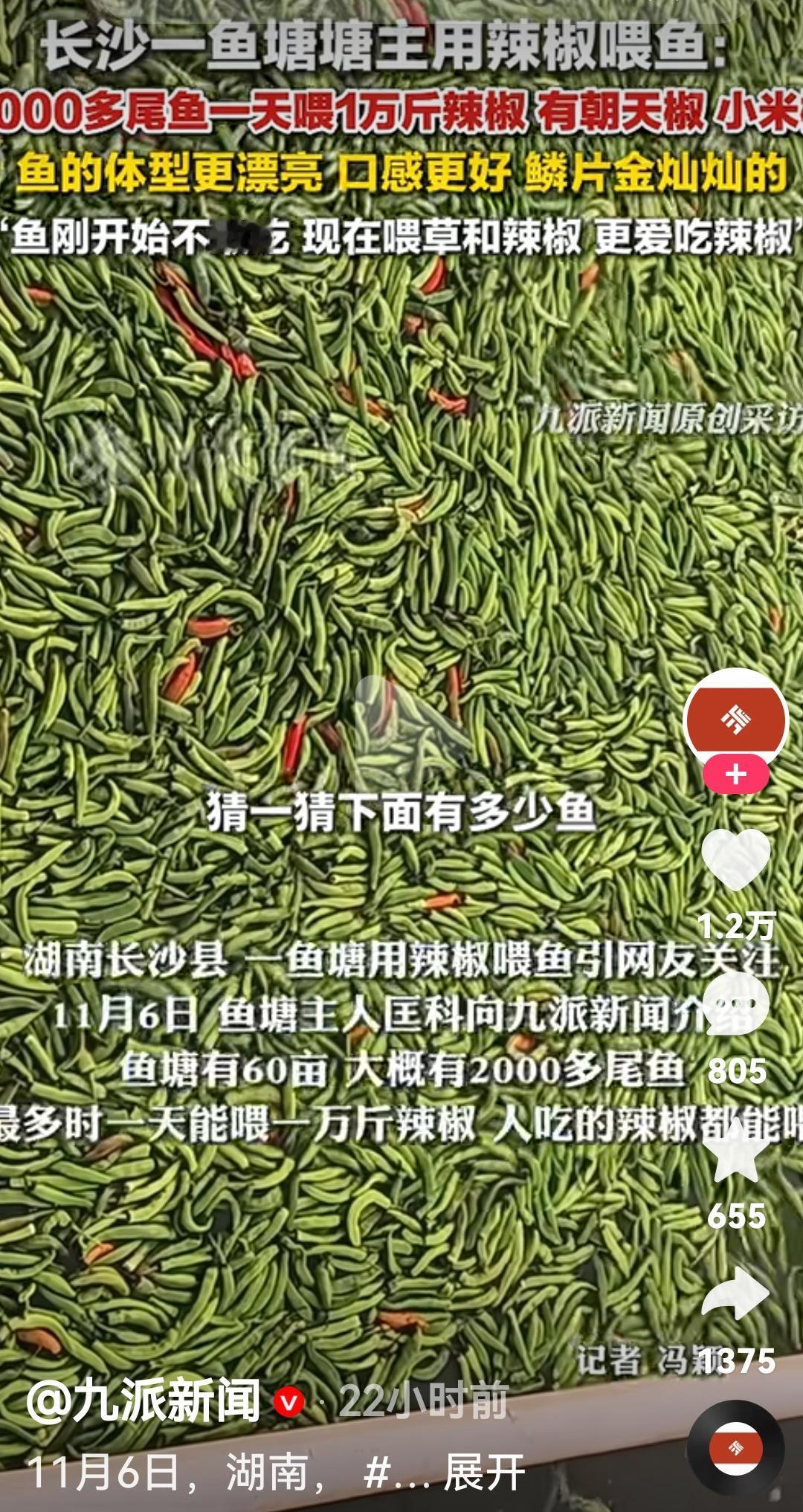 长沙一鱼塘用辣椒喂鱼，鱼更漂亮，肉质鲜美，口感更好根据媒体报道，11月6日湖南