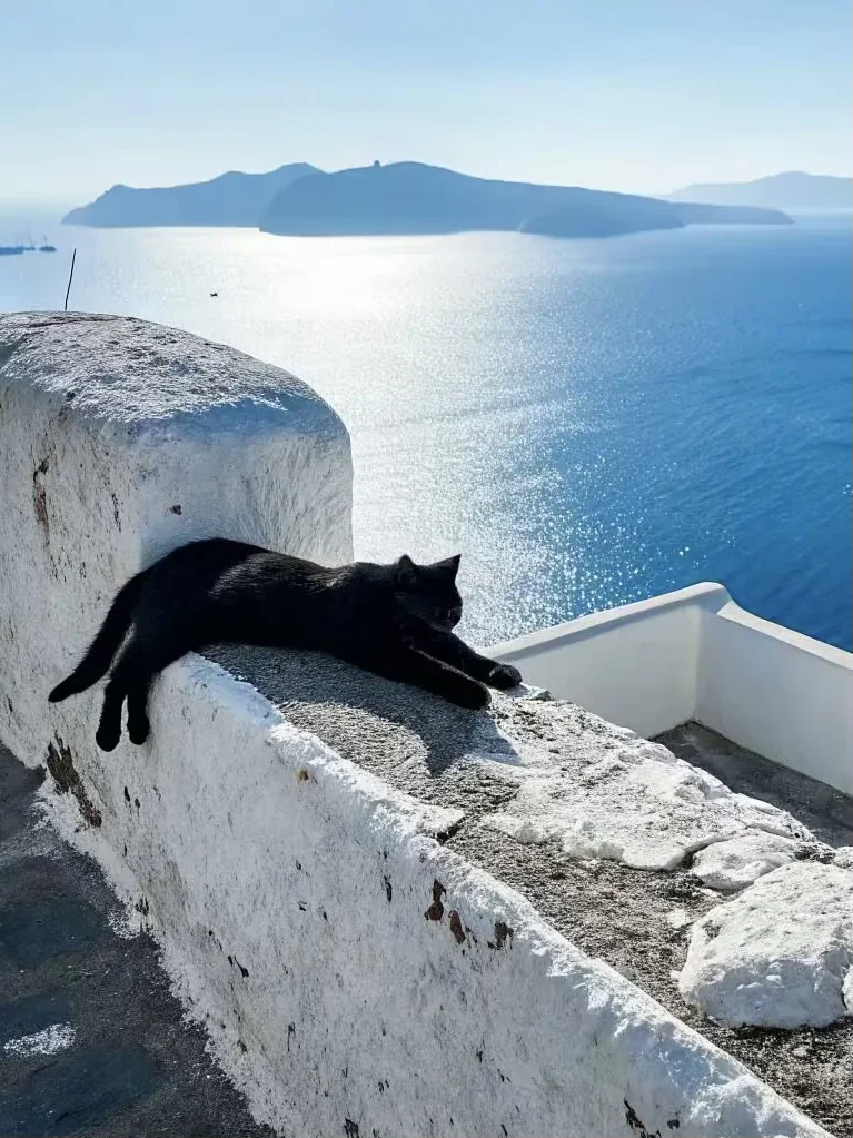 海边限定小猫咪