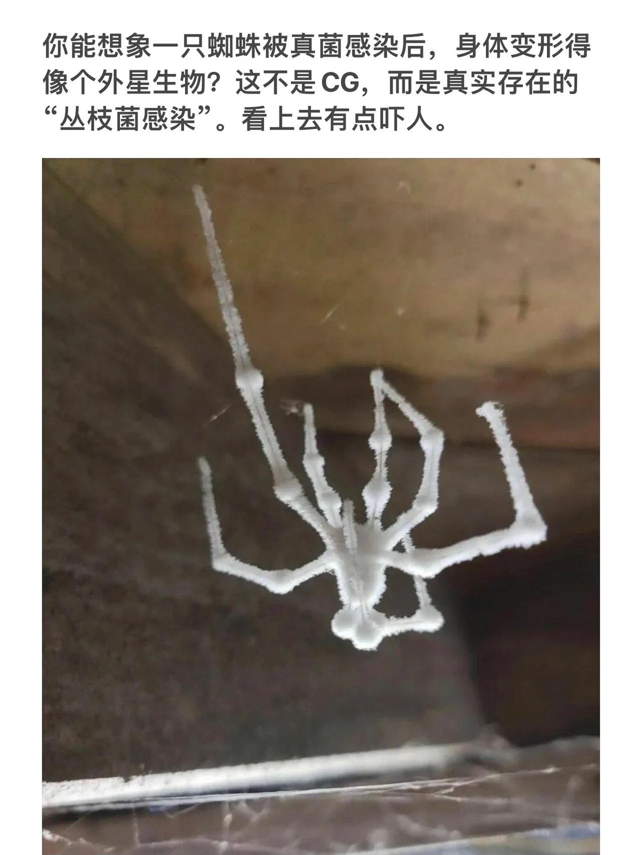 “惊悚！蜘蛛被真菌感染，变身外星生物！”😱🕷️🔬