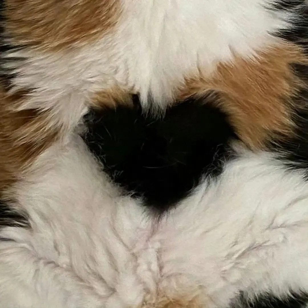 一只有爱心的猫咪