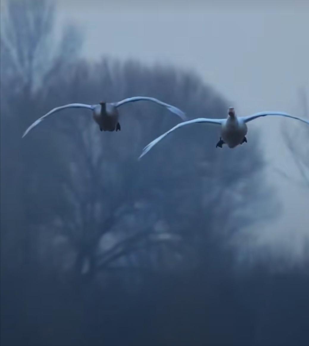 假如你会飞象说:假如我会飞,我就是动物家族的第一个空客,将彻底结束只能在棋盘上