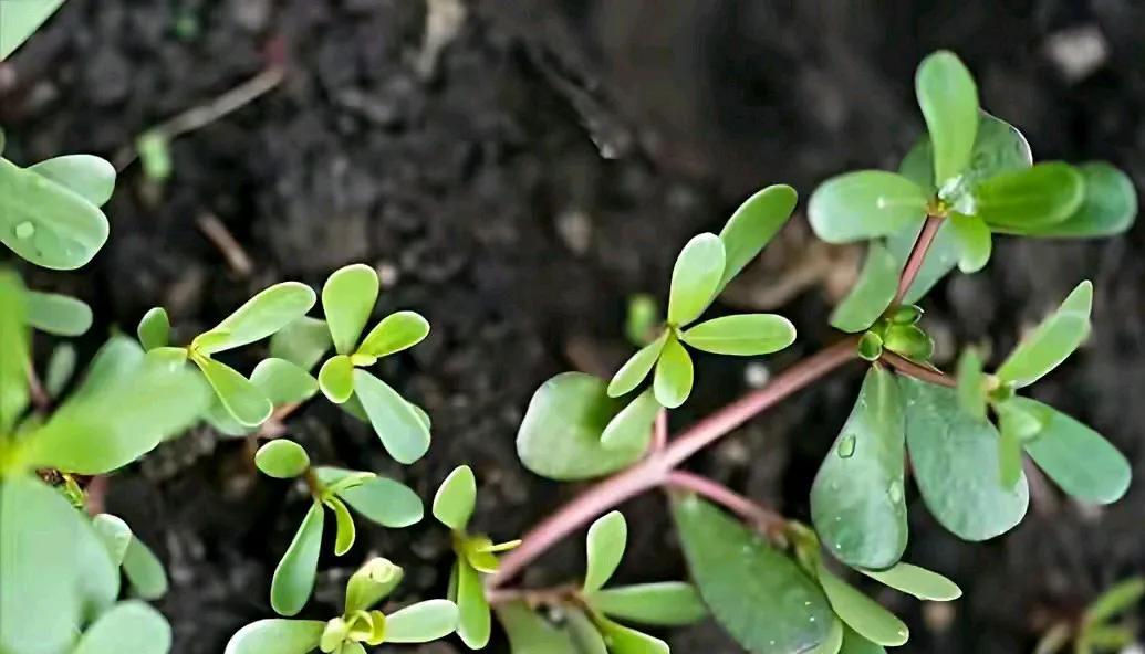 马齿苋，大家都非常的熟悉，它既是一种野菜，也是算是一种蔬菜、药用植物，营养价值非