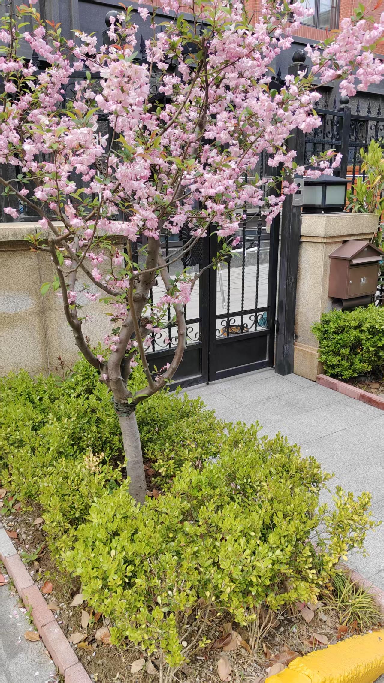 路边随拍美丽的花开春时，每天早饭后都在小区里面走几圈，欣赏小区里各家门前的花花草