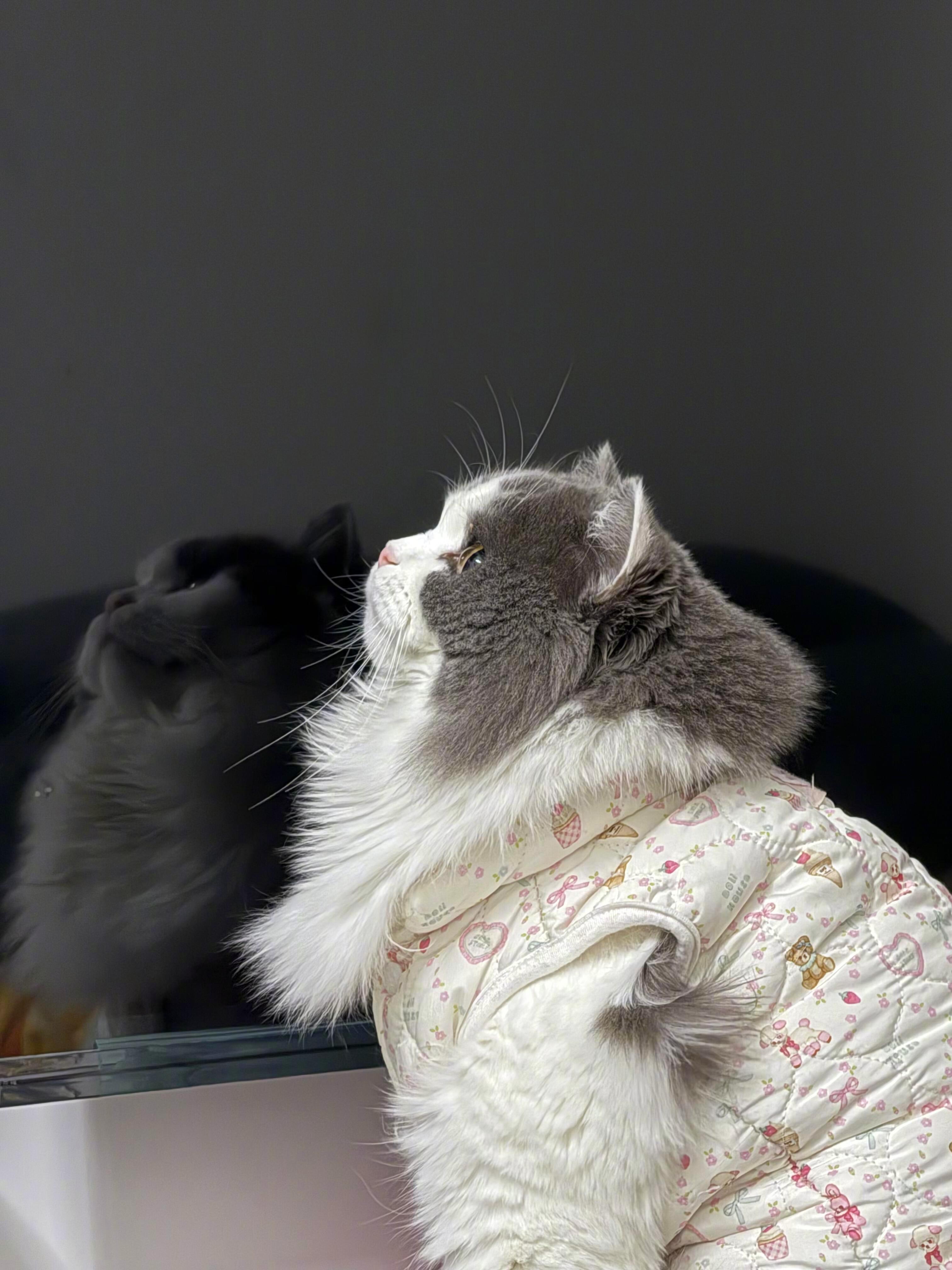 冬天小猫也会蜕皮