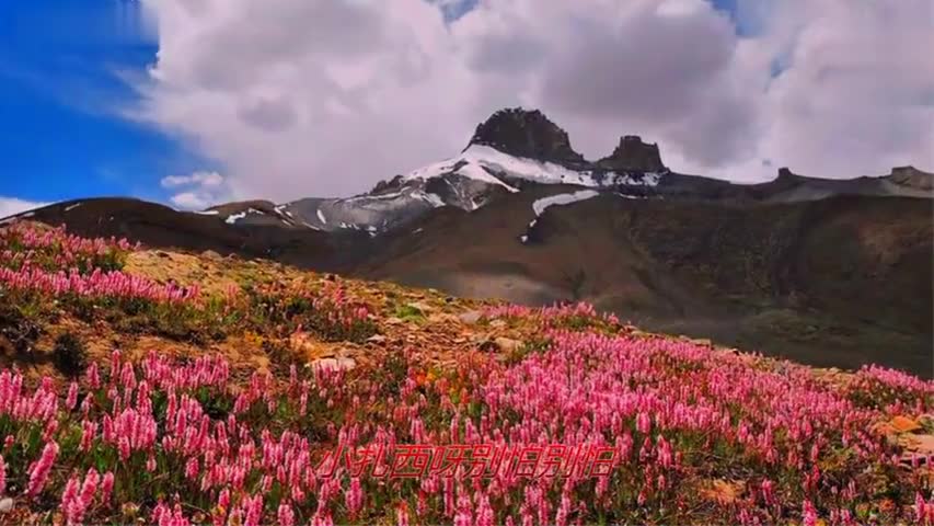 高原格桑花简谱_高原的格桑花图片