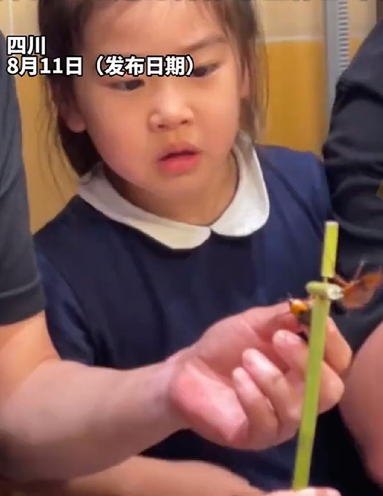 8月11日，四川。爷爷出门溜达，见到竹笋上有象鼻虫，唤起了童年的的回忆。过去，他