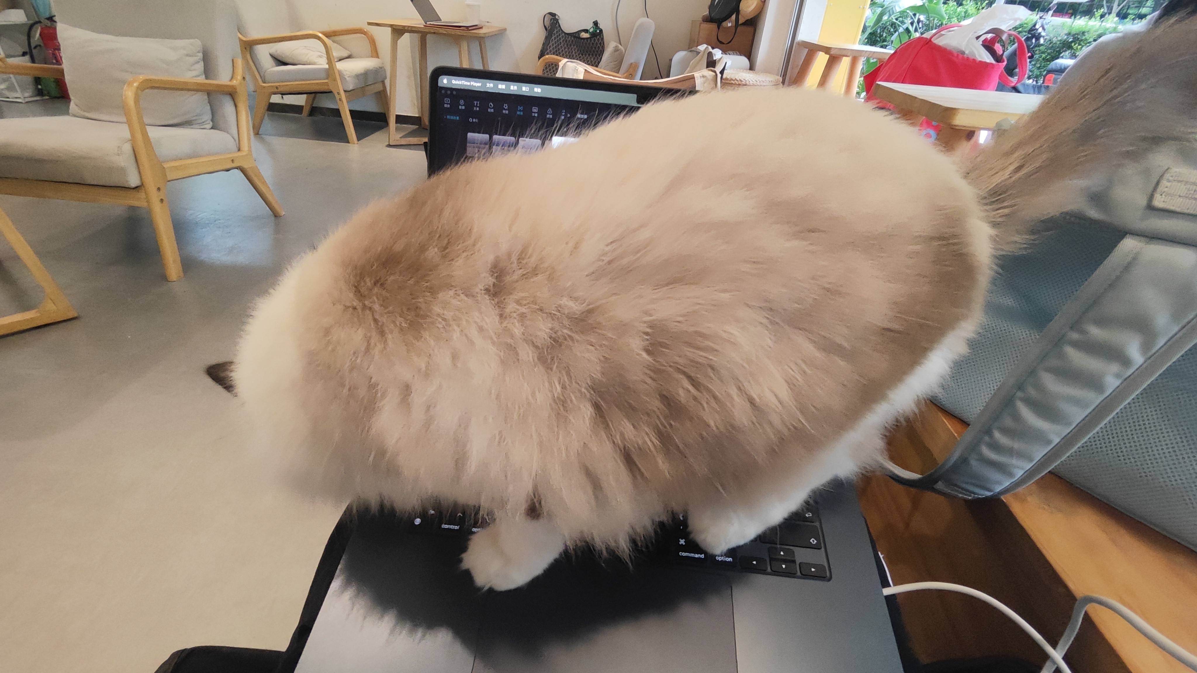 来人啊，有猫阻止我工作啊[笑着哭]​​​