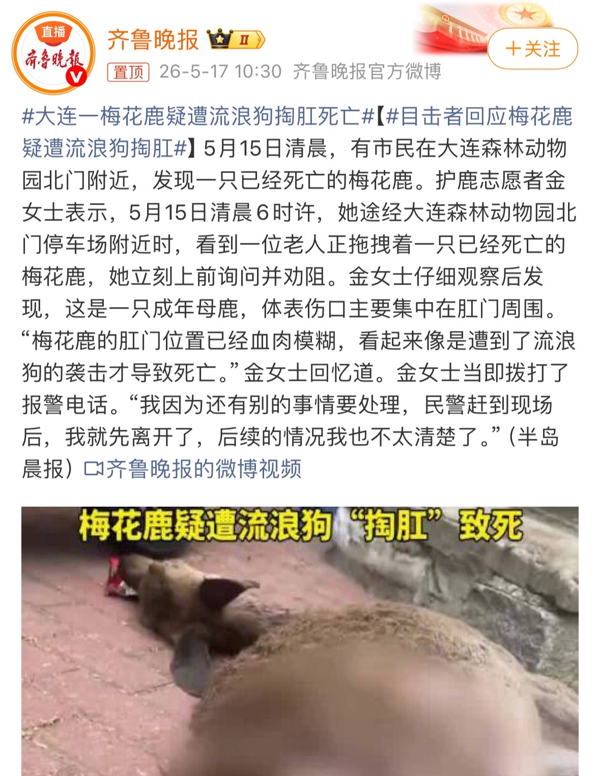 大连一梅花鹿疑遭流浪狗掏肛死亡流浪狗已经出现集体狩猎行为了，还不管吗？