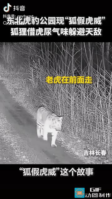 人民日报记录罕见一幕，东北虎离开后小狐狸疯狂翻滚，古代寓言“狐假虎威”竟在现实森