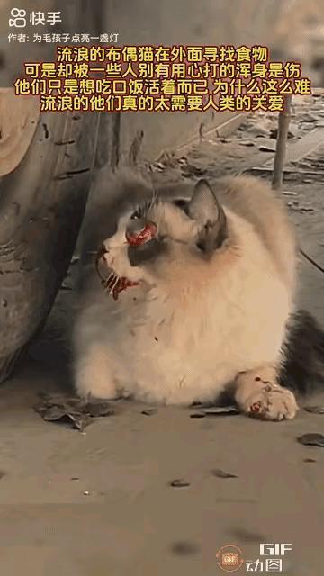 不爱请别伤害啊可怜的布偶猫，这些坏人们真下得了手啊[哭哭]