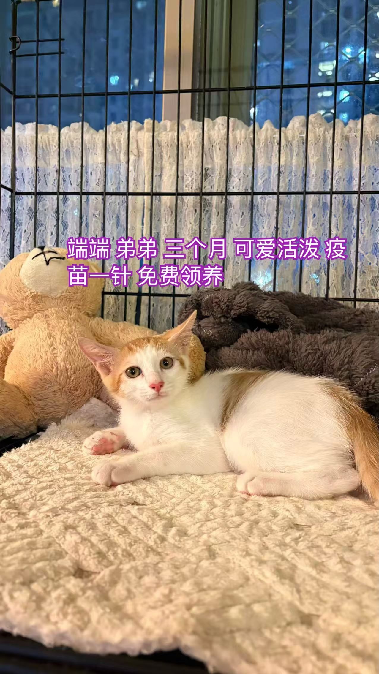 深圳最可爱的小猫咪找领养。微信:14775905716领养深圳领养猫咪深圳