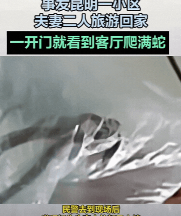 旅游归来惊变蛇窝！昆明夫妻开门吓傻：8条小蛇从网购盆栽孵出