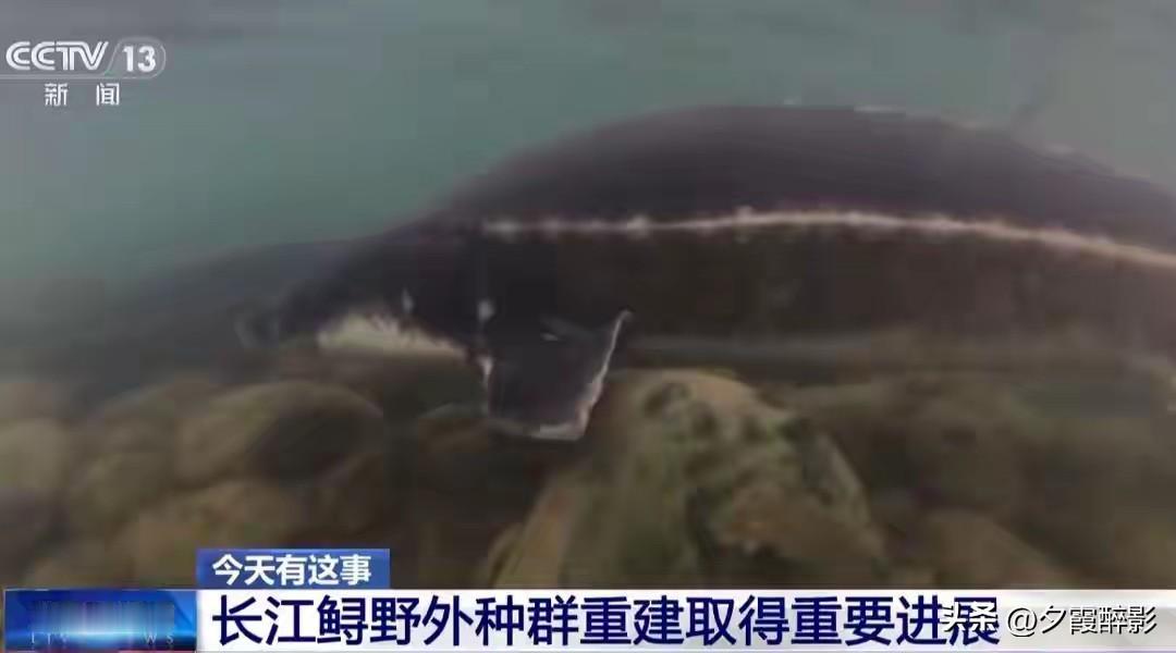 重大生态突破！长江鲟野外自然繁殖成功，四川水域立下关键功绩长江十年禁渔走过