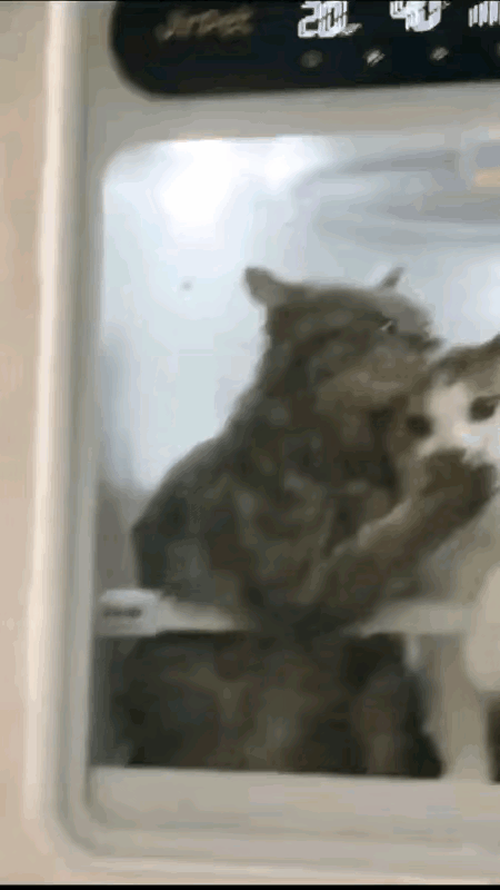 猫咪隔空思念同伴，重逢一幕太好哭万物皆有灵性，猫咪之间的友谊真的纯粹又治愈