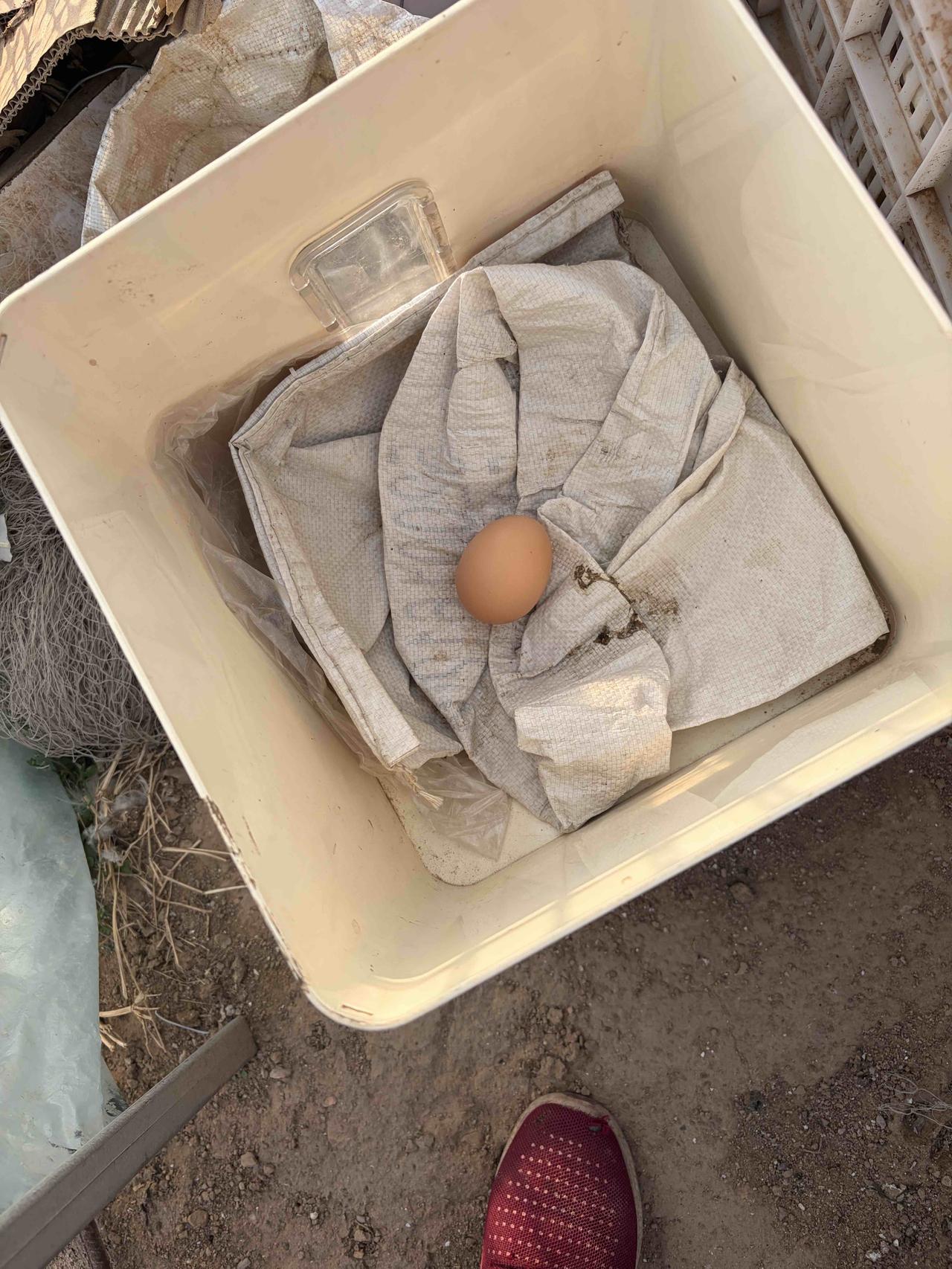 白羽鸡下红皮蛋，我还是头一回见。一般老品种的海南褐下红皮蛋，这种