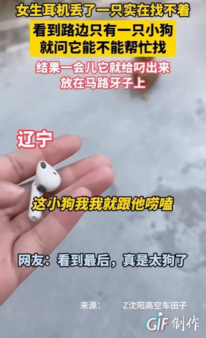 这狗狗太有灵性了！10月27日，辽宁沈阳，一名女子的耳机不小心掉进了路边葱地里，