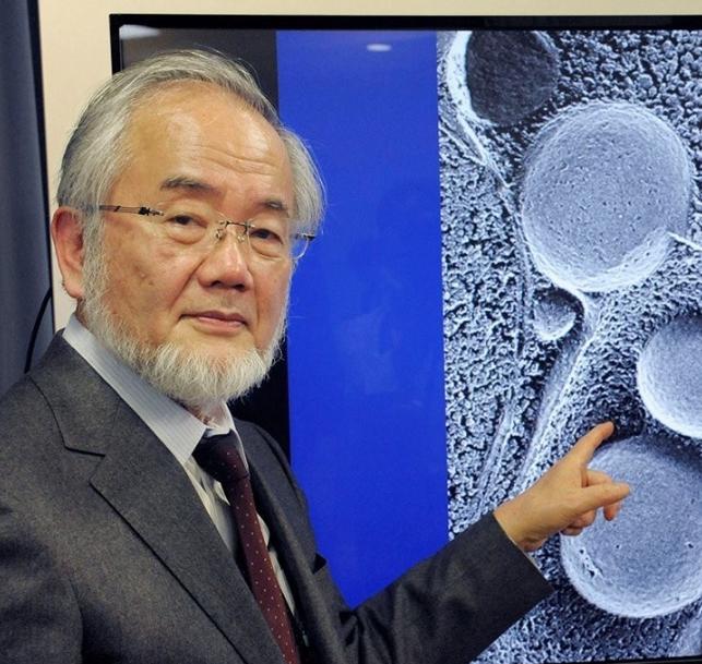 日本生物学家大隅良典因发现了饥饿时身体通过“吃掉”受损细胞来清洁自身的机制而获得