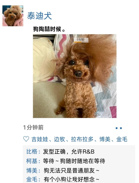 不小心翻到了不同小狗的朋友圈#我家宠物好可爱