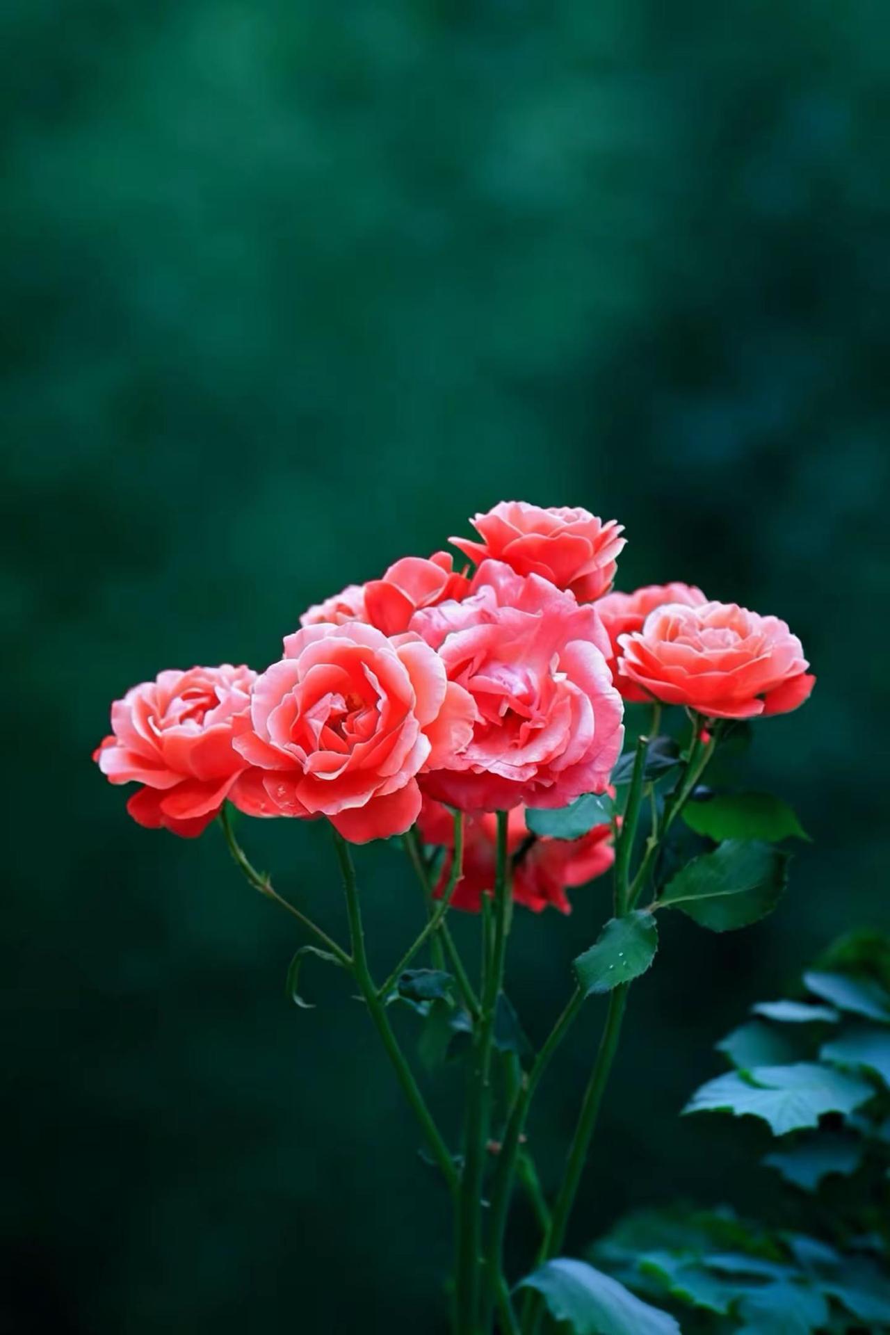 美了眼醉了心。月季的浪漫初夏时节的月季花