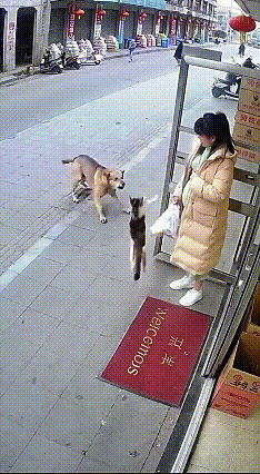 年度暖心名场面！恶犬扑向孕妇，一只猫挺身而出刚刷到的视频看得人手心冒汗！