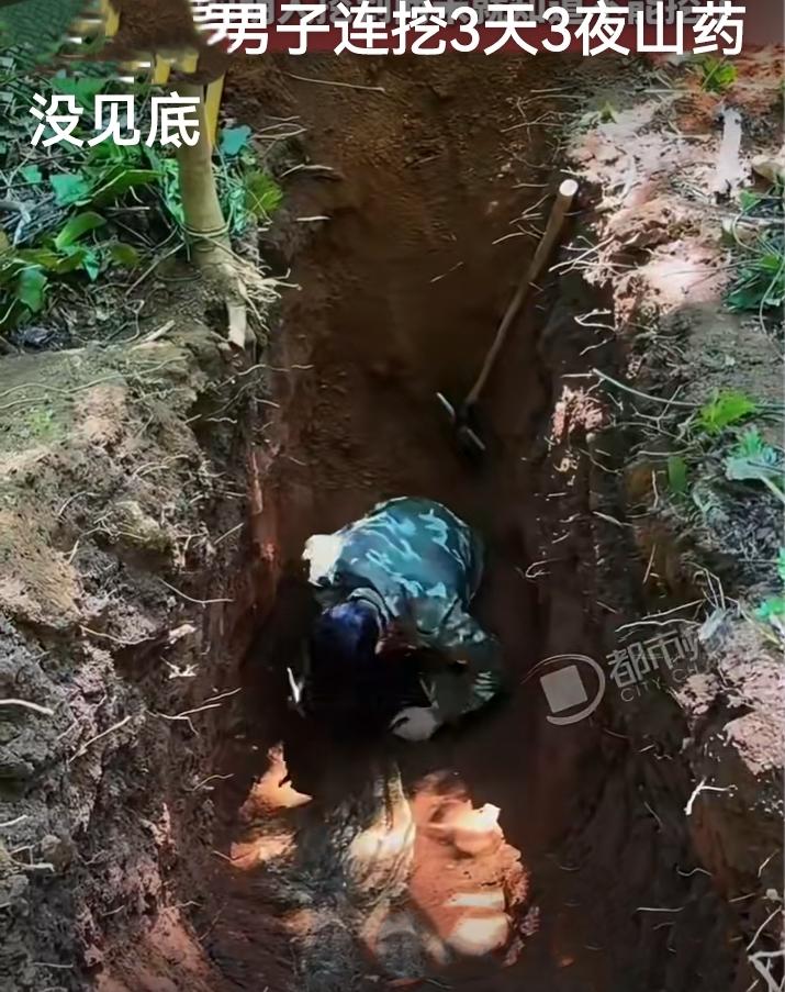 你敢信？云南男子进山挖野生山药，挖了整整3天，刨出近5米的深坑，根茎依旧看不到尽