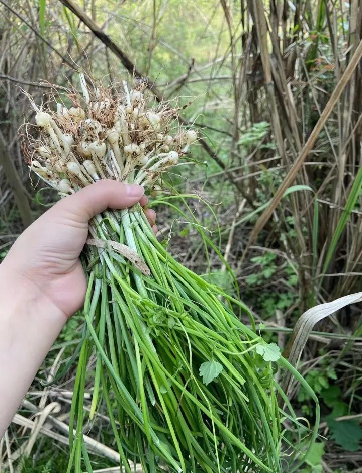 春风拂过寻甸的山野，唤醒了沉睡的泥土，也唤来了满山的绿意与芬芳。野菜悄悄探出蜷曲