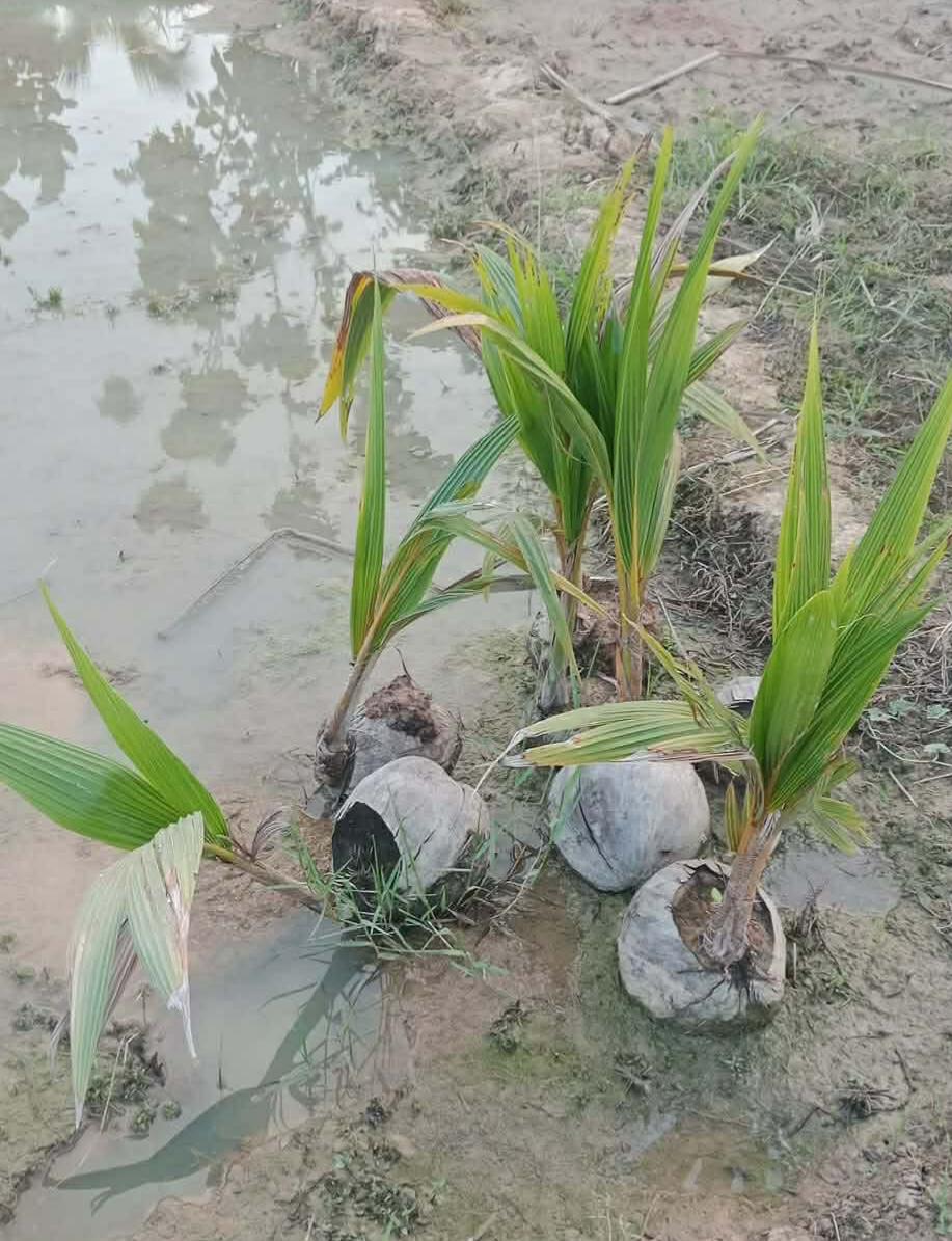 椰子发芽时，整个果实就像婴儿车一样包裹着幼苗，这种独特的生长方式让种子能随洋流漂