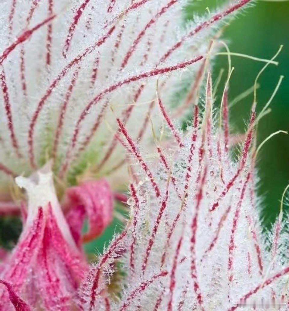自然馈赠：如“棉花糖”般的三花水杨梅三花水杨梅，宛如大自然亲手打造的纯天然“棉