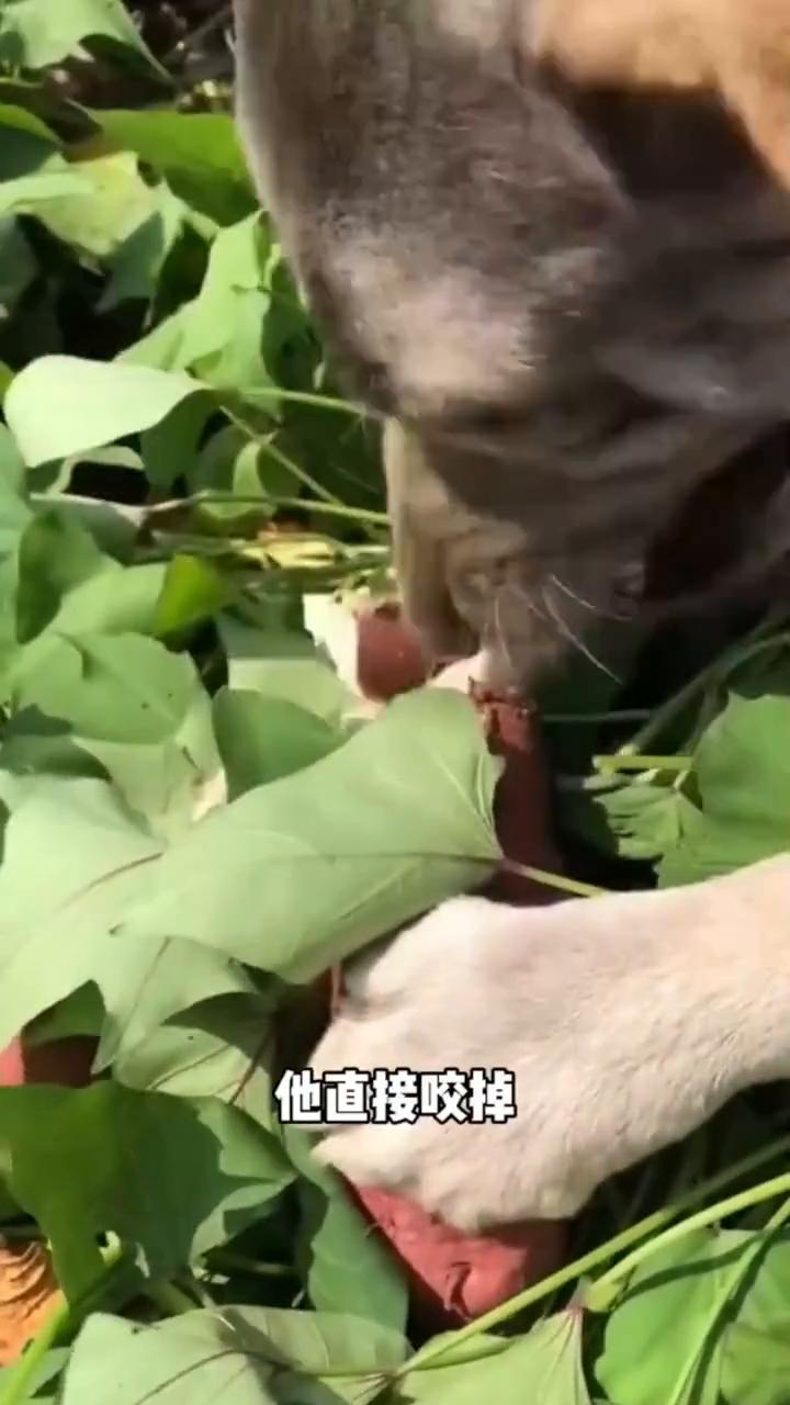 莽子：就乐意吃点水果蔬菜。就连狗子都知道预制玩意能有现摘的好吃吗？网友养了一只