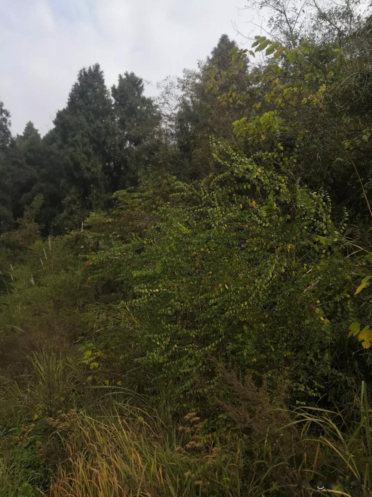 昨天的时候来到了所谓30年前的居住地，地下有瓦片，竹子还在，只是这一笼竹子长势的