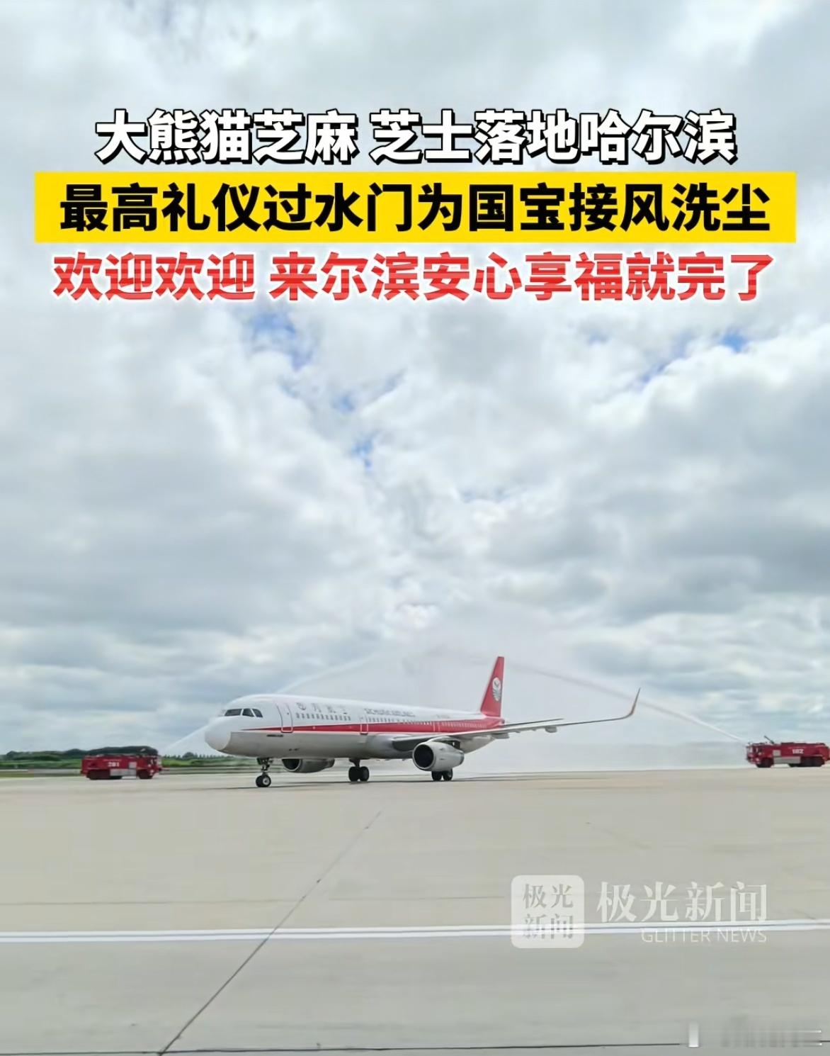 哈尔滨选的两只熊猫颜值真够高的。​​​