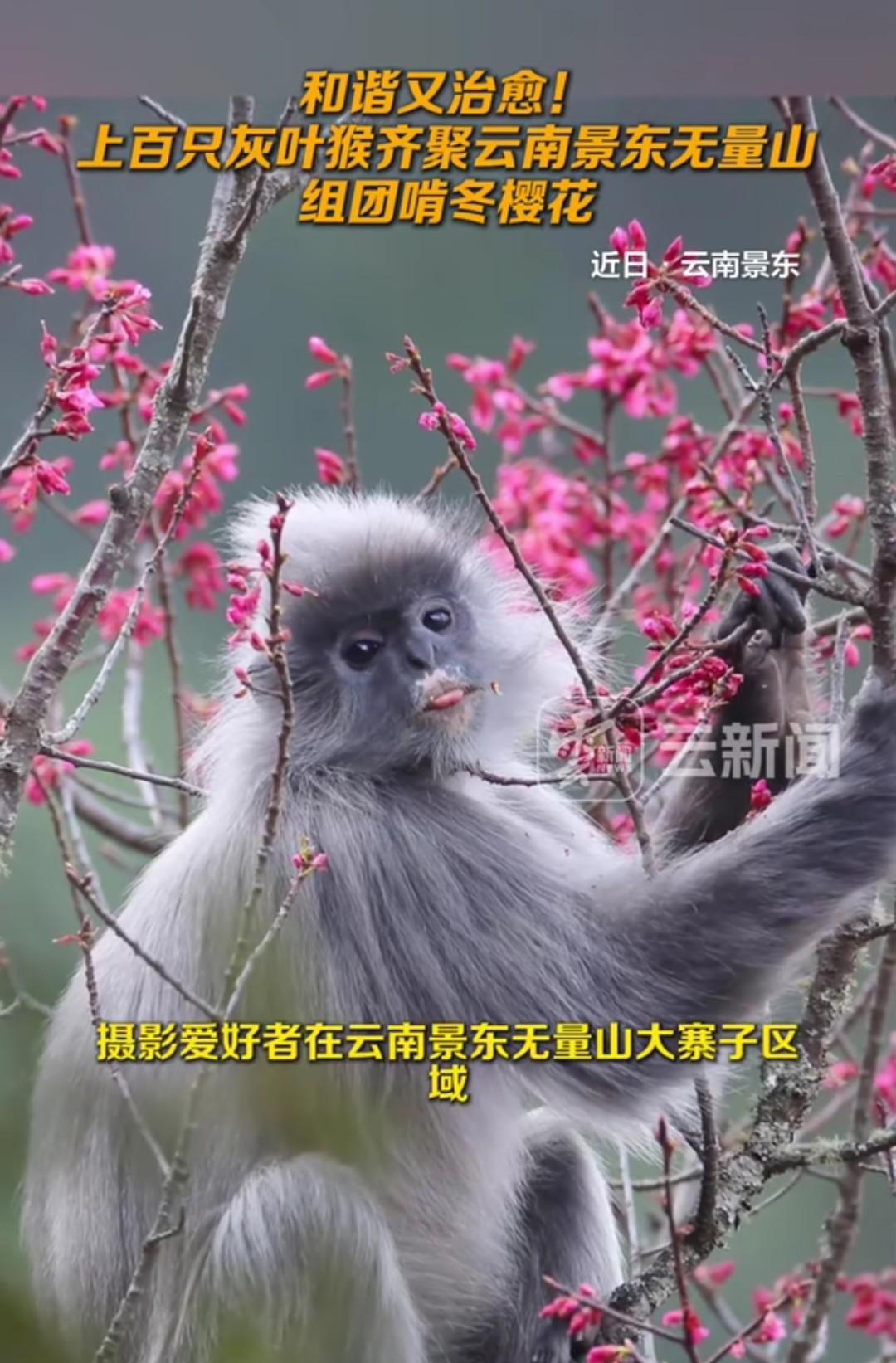 这画面太美了，它们是大自然的精灵！最近，有人在云南景东大寨子区域，拍摄到了我国