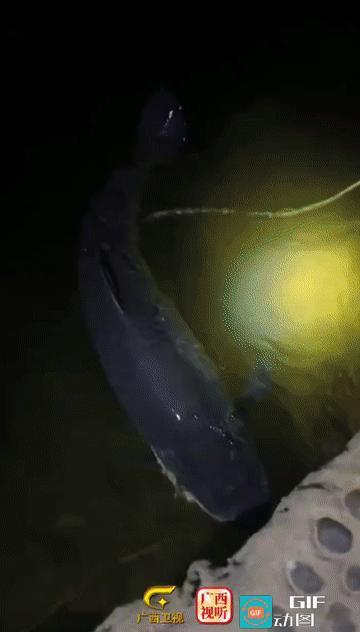 “钓鱼佬的高光时刻!”广西柳州，一男子近日在河中收获了一份沉甸甸的惊喜——一条重