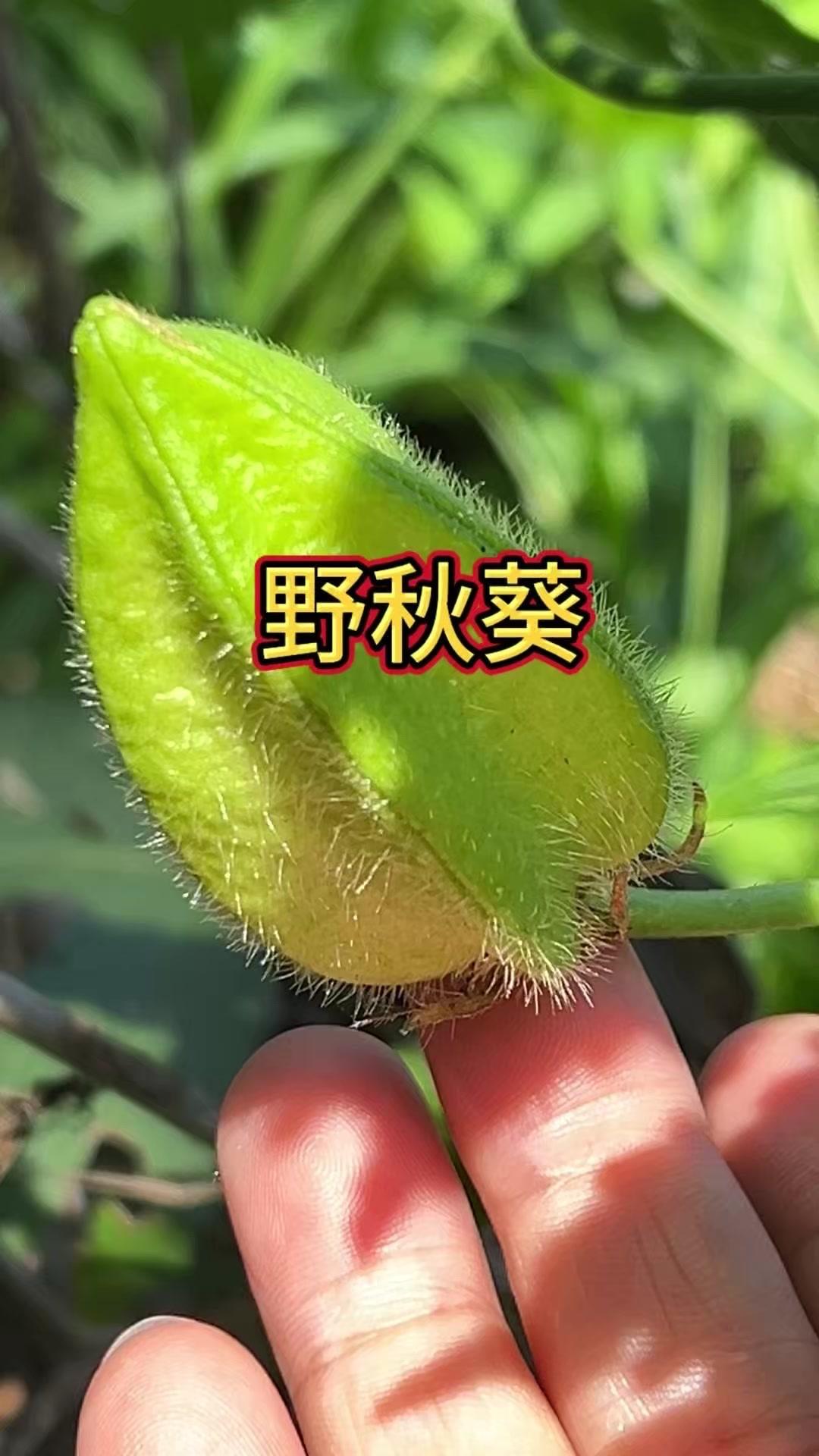 黄蜀葵，家乡田间常见的草本植物，全身上下都是宝。根部、花朵、种子、叶子各有用处，