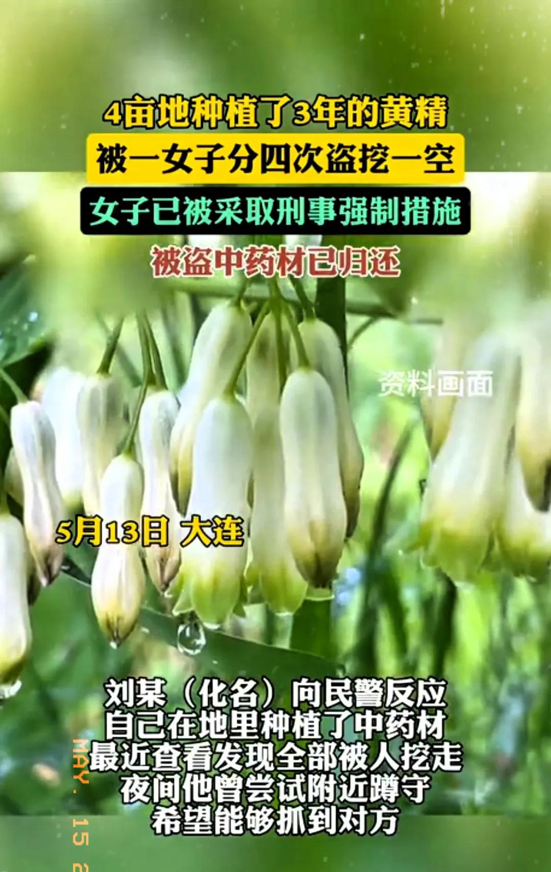 “贪得无厌！”大连，一男子种植了4亩地的黄精，种了三年了，眼看就能卖大钱了，不料