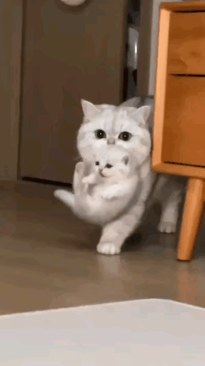 俺家大猫这回就生了一只独苗，真是稀罕得不行，全家都跟捧着金疙瘩似的。自打小