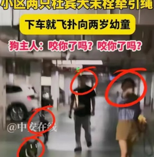 太嚣张了，真的让人气愤。丹阳那个杜宾犬事件，要我说，那个狗主人应该成为养狗人