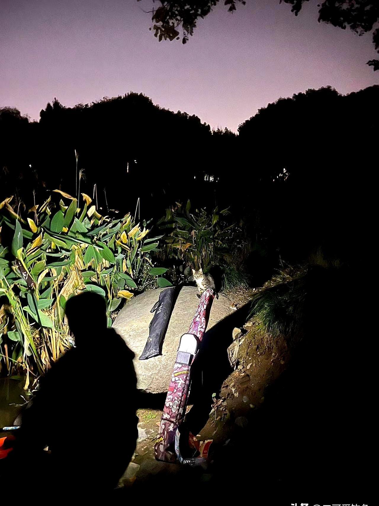 熬夜五个小时，盯烂了夜光漂，最后拽上来三条比牙签大不了多少的小麦穗，旁边等吃的野