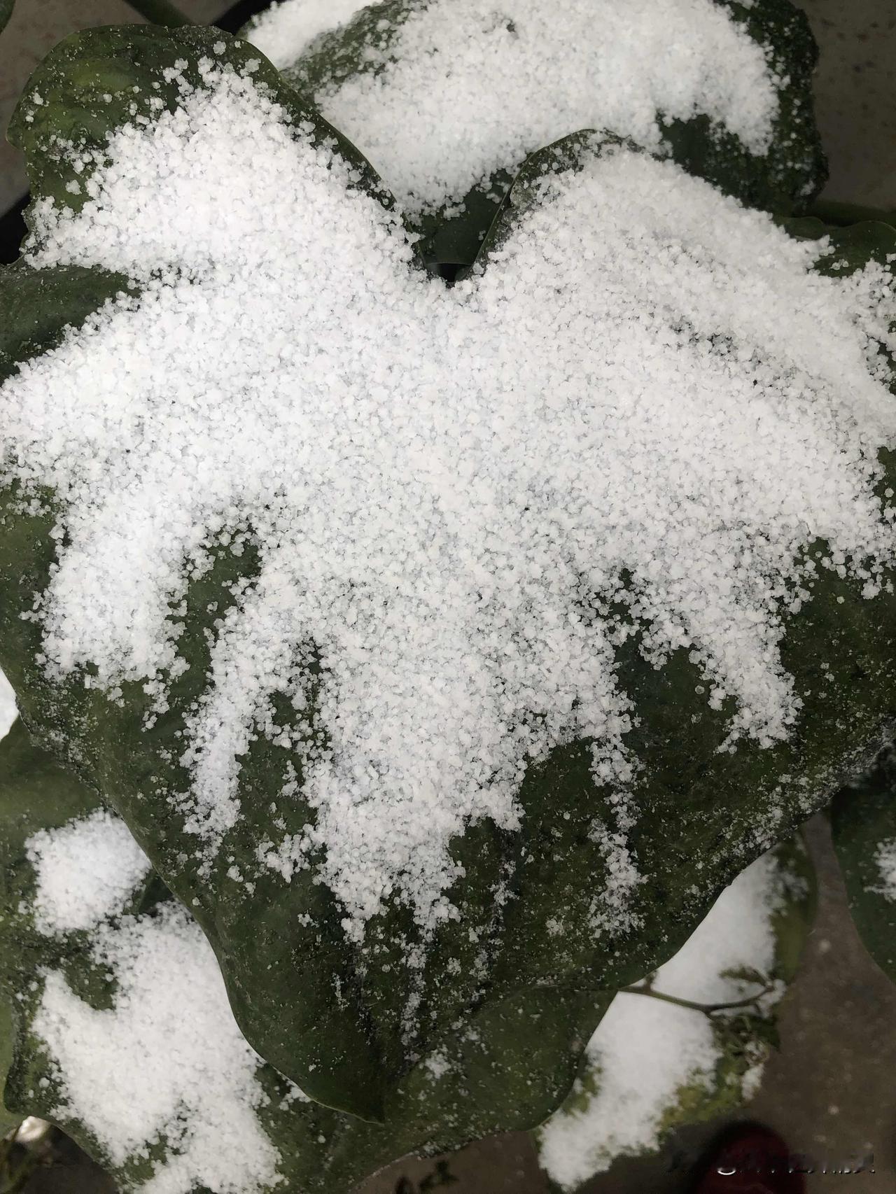 家人们！还真的下雪啦❄️刚出门就看到楼下的绿植叶子上积了一层细碎的雪粒，凑过去